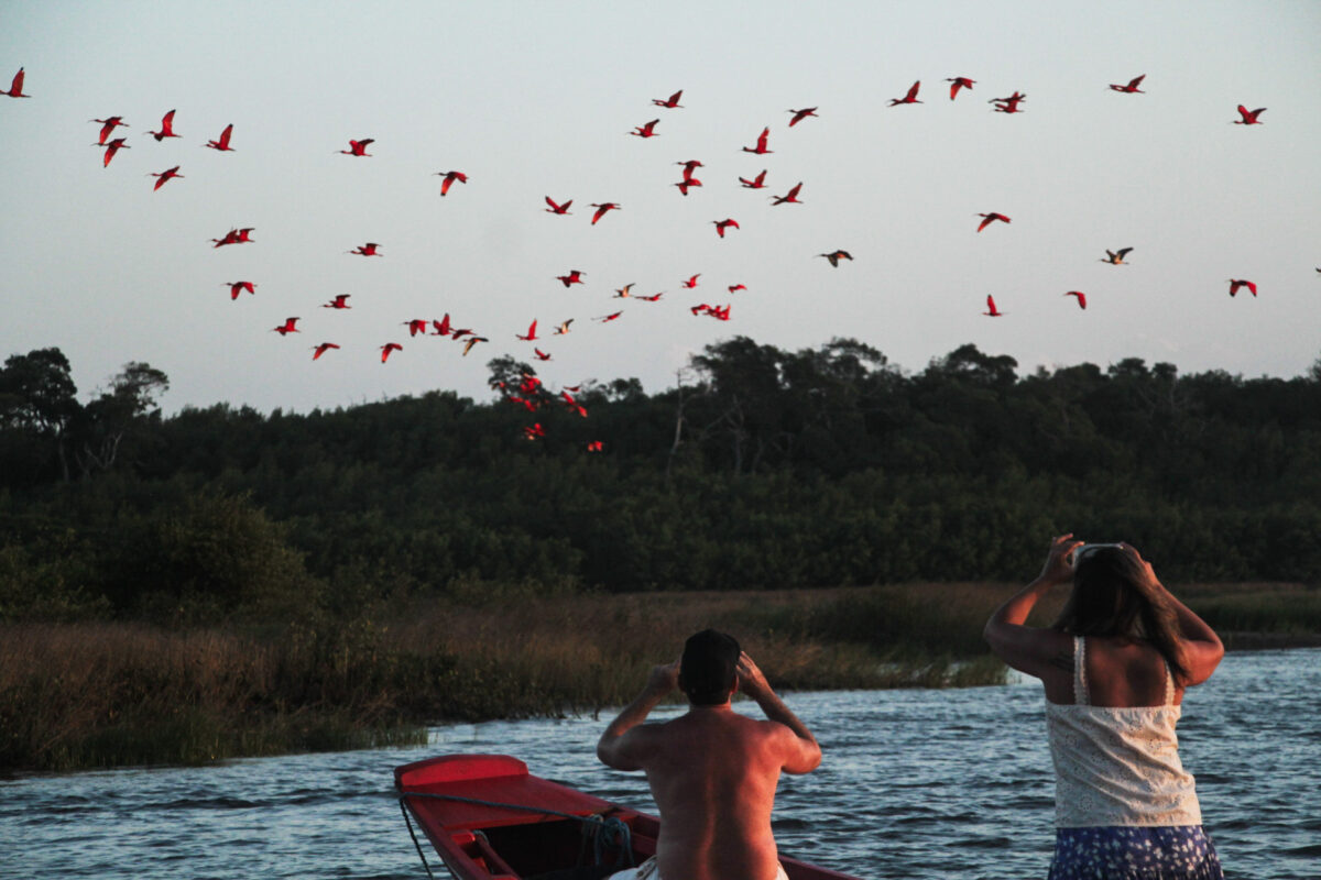 REVOADA DOS GUARÁS (SAINDO DE ATINS)